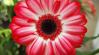 Brilliant Blooms: Planting Gerbera Daisies in Outdoor Containers Featured Image