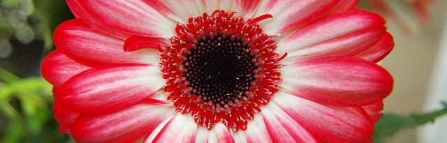 planting gerbera daisies - featured image