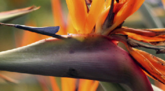 3 Sun-Loving Plants for South Facing Windows Featured Image