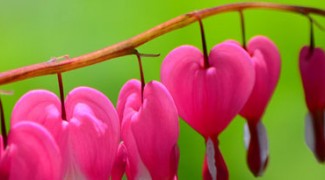 How to Grow a Bleeding Heart Plant in a Container Featured Image