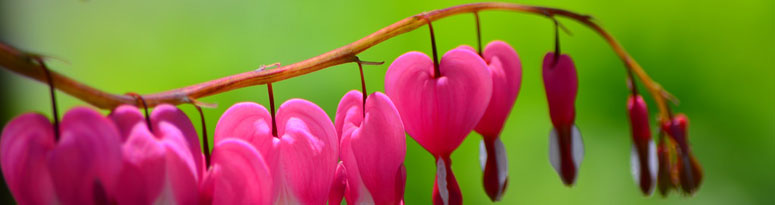 Bleeding Heart Plant