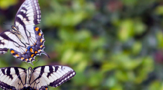 10 Great Plants for a Butterfly Garden Featured Image