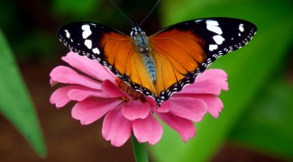 How To Attract Butterflies to Your Outdoor Containers Featured Image