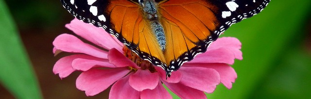 how to attract butterflies - featured image