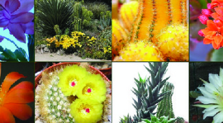 Three Incredible Indoor Cacti Featured Image