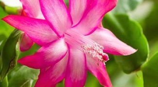 The Ultimate Guide to Getting Christmas Cactus to Bloom Featured Image