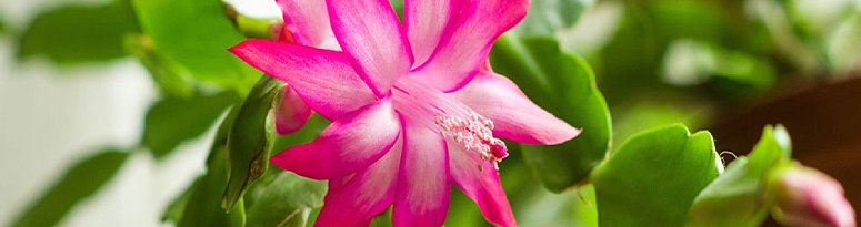 Bright pink Christmas cactus flower in full bloom