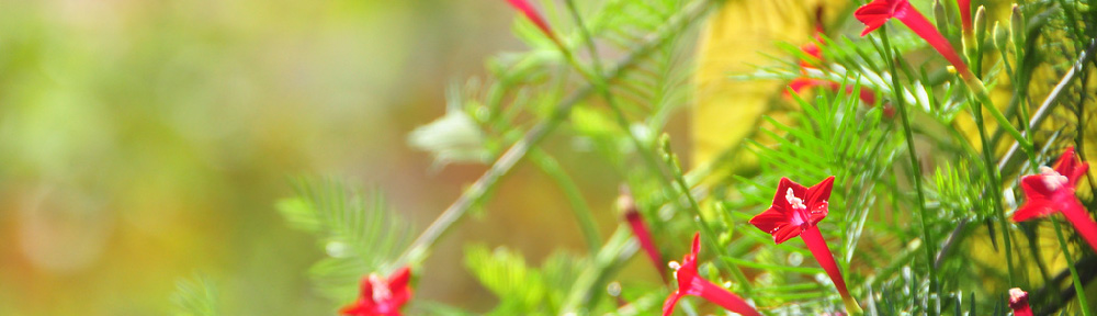 Cypress Vine
