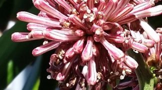 Plant Profile: The Dracaena Genus Featured Image