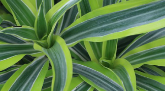 Plant Profile: Dracaena Warneckii Featured Image