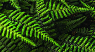 Everything You Need to Know About Indoor Ferns Featured Image