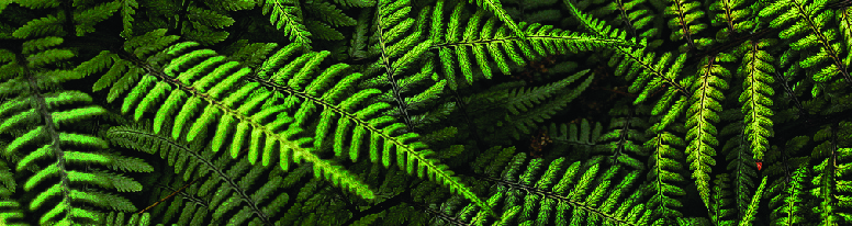 Fern