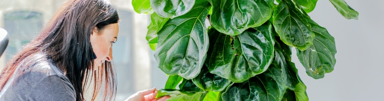 woman fertilizing a tall plant with large green leaves