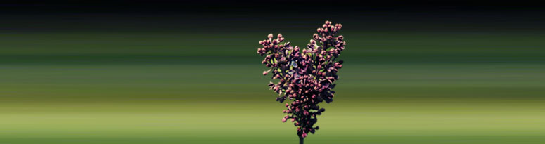 Heart-shaped purple lilac flower cluster with a blurred green background
