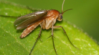 How to Identify and Manage Fungus Gnats Featured Image