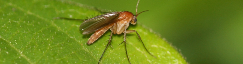 A close-up of an adult fungus gnat resting on a bright green leaf