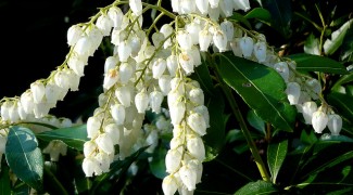 4 Excellent Shrubs for Outdoor Containers Featured Image