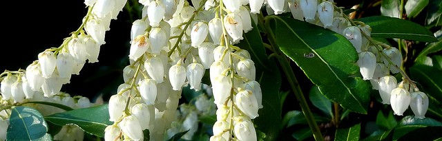 4 excellent shrubs for outdoor containers - featured image