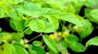 <i>Moringa oleifera</i>: The Miracle Tree? Featured Image