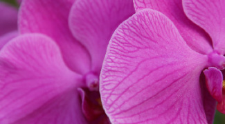 How to Marketing Plant Rental for Events Featured Image