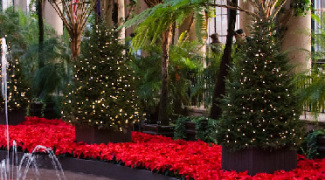 What You Should Do With Leftover Holiday Plants Featured Image