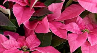 Move Over Poinsettia, Here Comes the Princettia Featured Image