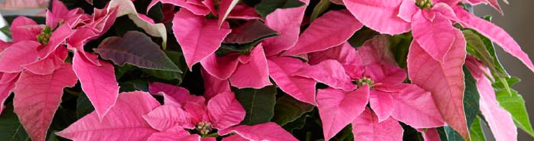 princettia poinsettia