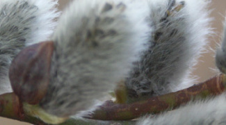 Simple Yet Elegant Plants for Winter Containers Featured Image