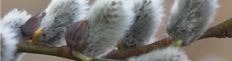 Pussy Willow