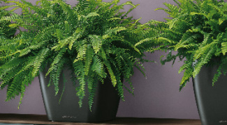 Sub-irrigation: The Best Interiorscape Investment Featured Image