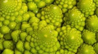 Using Fractals In Biophilic Design Featured Image