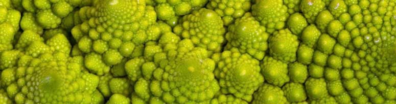 fractals in Romanesco broccoli