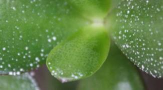 4 Bizarre Plant Symptoms That Stump Most Interiorscapers Featured Image