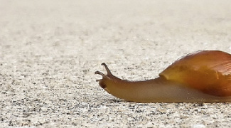How to Control Slugs and Snails in Outdoor Landscapes Featured Image