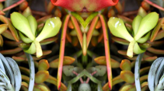 How to Make a Living Wreath Featured Image