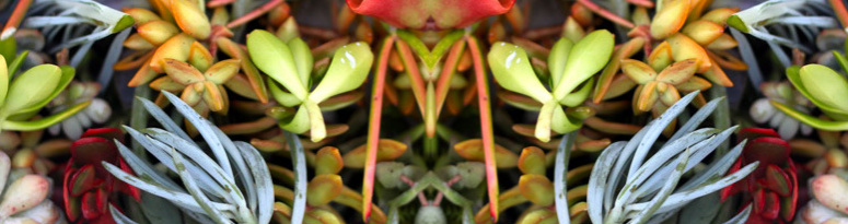 Succulents