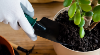 The Human Plant Relationship: Are Your Clients Killing Plants? Featured Image