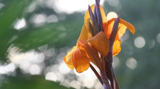 6 Plants That Will Thrive Near A Water Feature  Featured Image