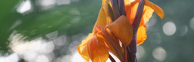 6 plants that will thrive near a water feature - featured image