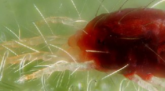 How to Identify and Manage Spider Mites Featured Image