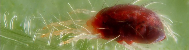 A red two-spotted spider mite on green leaf