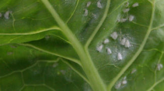 How to Identify and Manage Whiteflies Featured Image