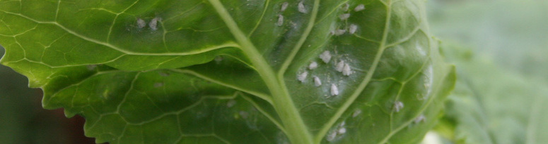 a group of whiteflies on a leaf