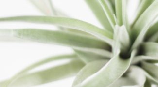 How to Display and Maintain Air Plants in Interiorscapes Featured Image