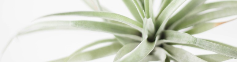 the grayish-green foliage of an air plant