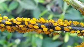 How to Identify and Manage Aphids Featured Image