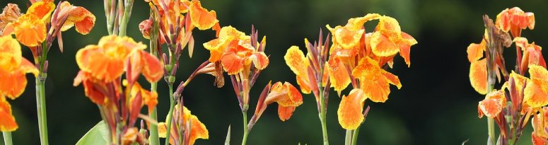 A cluster of vibrant orange and yellow canna lilies in full bloom, surrounded by lush green foliage
