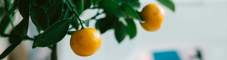 A close-up of a potted citrus tree with ripe oranges hanging from its branches