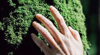 Places to Find Inspiration That Will Make You a Better Interiorscape Designer Featured Image