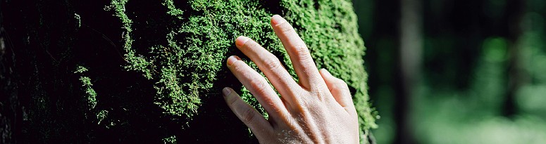 A hand touching a moss-covered tree, showing how to find inspiration from nature.